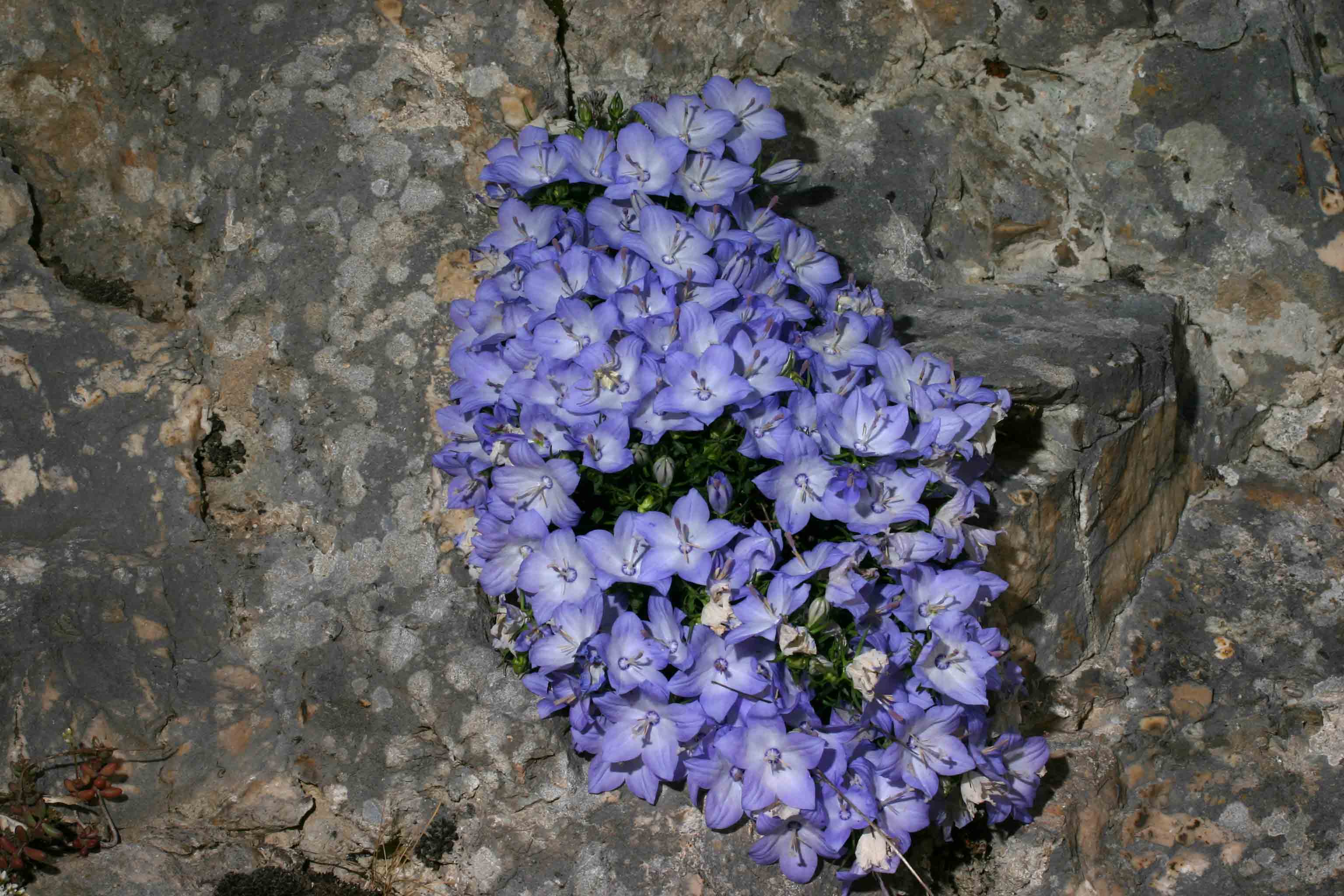 Campanula fragilis subsp. cavolinii / Campanula di Cavolini